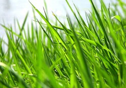 Скошенная трава, отдушка, 10 мл