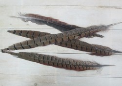 Перо фазана, натуральное, 30-35 см, 1 шт